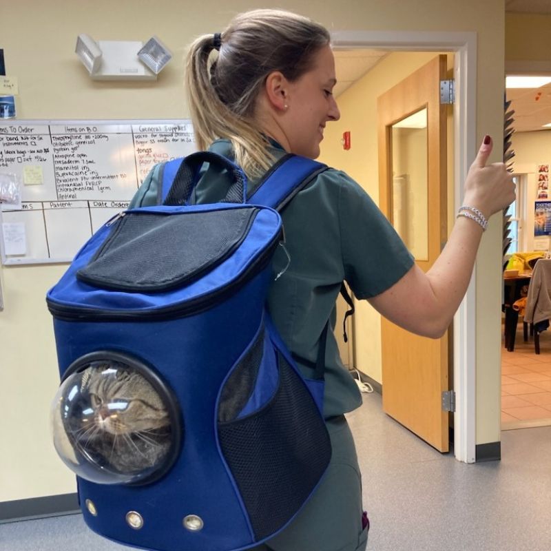 veterinary community veterinary teams